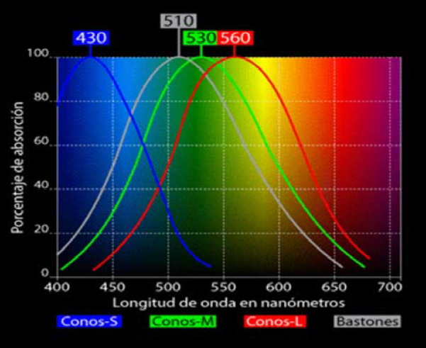 percezione-colore-spettro-coni-occhio