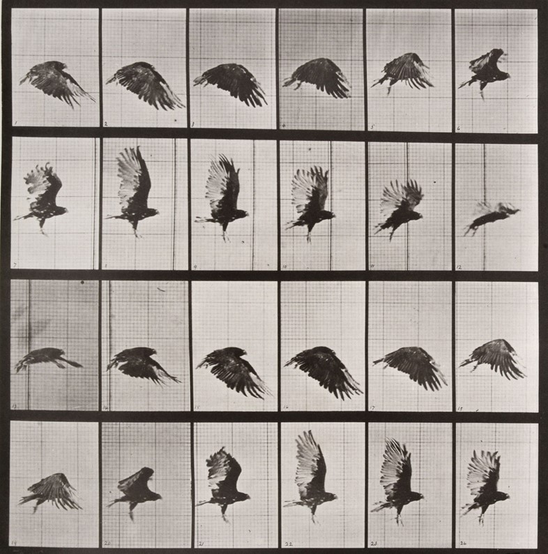 muybridge-opere-animal-locomotion-storia-della-fotografia1