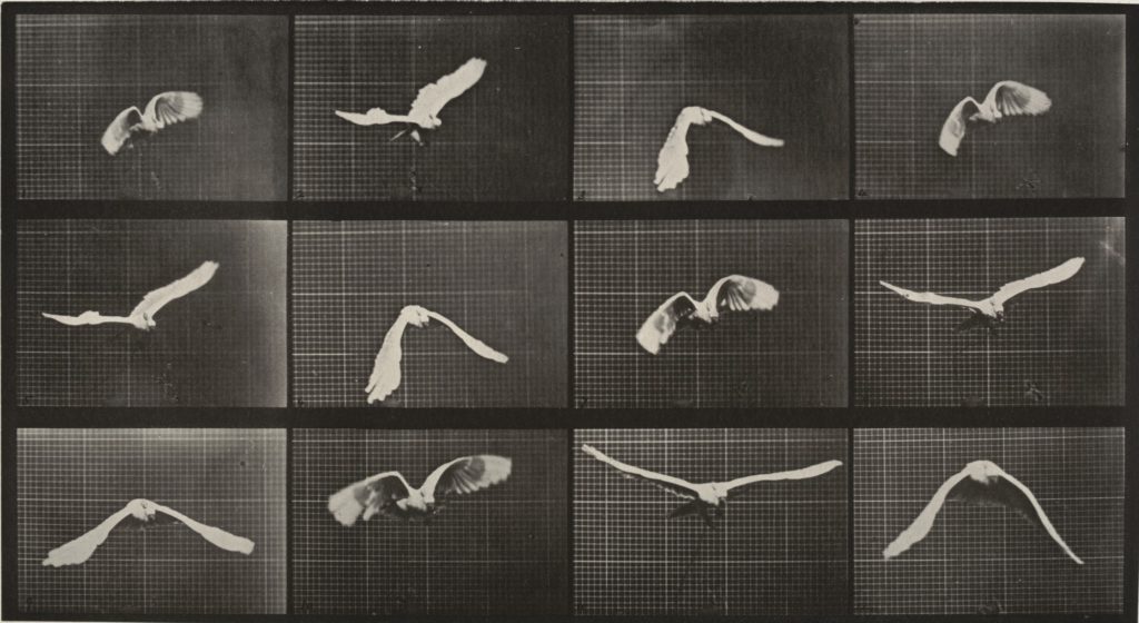 muybridge-opere-animal-locomotion-storia-della-fotografia-2