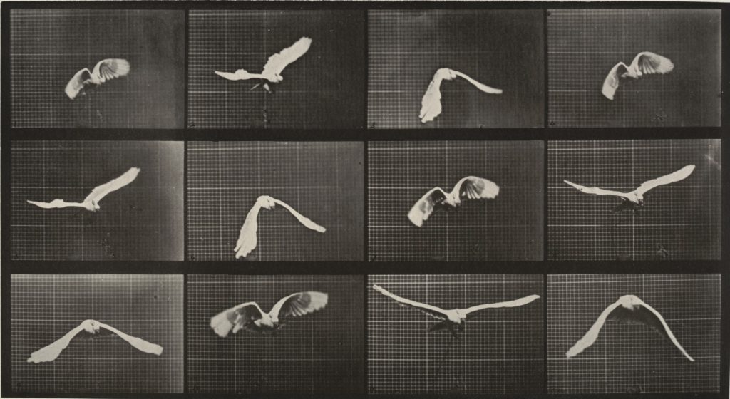 muybridge-opere-animal-locomotion-storia-della-fotografia-2