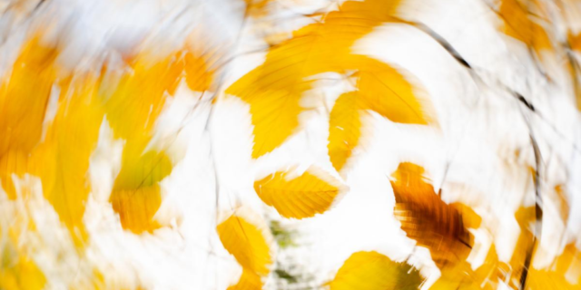 consigli-fotografia-artistica-nella-fotografia-naturalistica-pillole-di-fitografia-ev