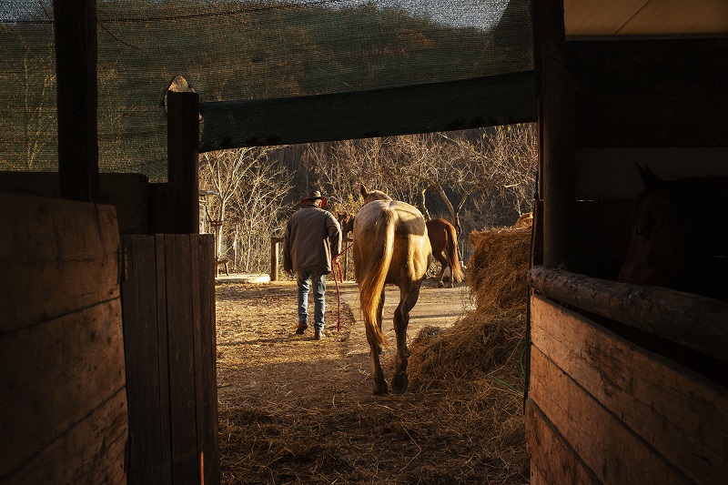 009_S-montagne-animali-molise