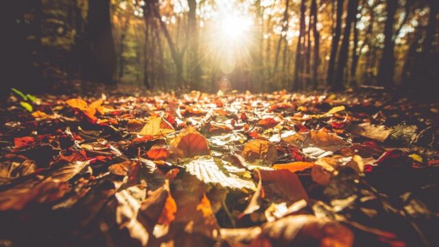 ev-foliage-fotografare-le-foglie-in-autunno