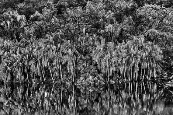 Palme, stato di Amazonas, 2019 - Salgado