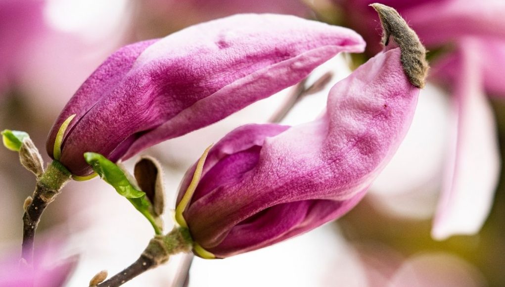 Macrofotografia: scatto di un fiore in primavera