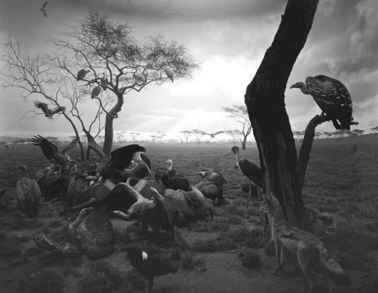Hyena, Jackal, Vulture, 1976 - H. Sugimoto