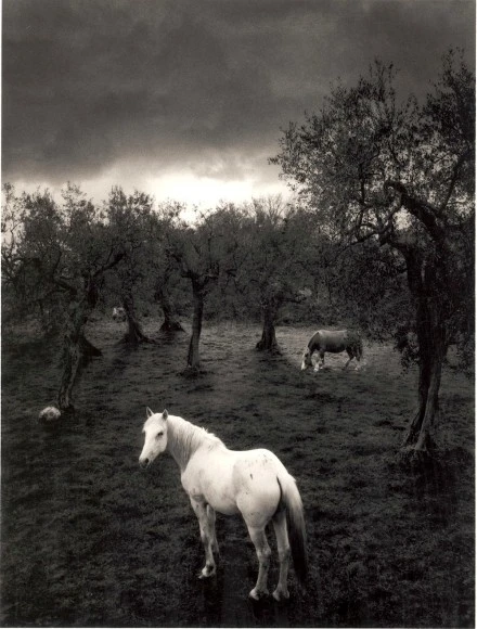 Cilento-Italy-white-horse-2000-P.-Sammallahti