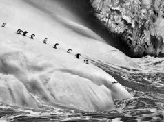 Sebastião Salgado – Testimone della sua epoca Sebastião Salgado – Testimone della sua epoca