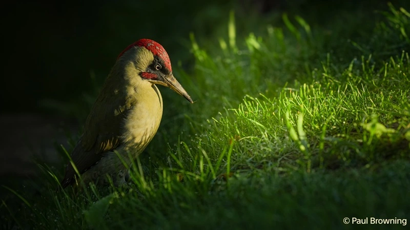 nuova-full-frame-sony_Sample-Image_Paul-Browning