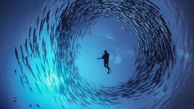 IE_Oceani di David Doubilet__mostra fotografica a villa bardini firenze Oceani di David Doubilet__mostra fotografica a villa bardini firenze