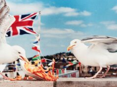 Martin Parr. La fine di un’epoca West Bay (Seagulls Eating Chips), 1996, Martin Parr Magnum Photos