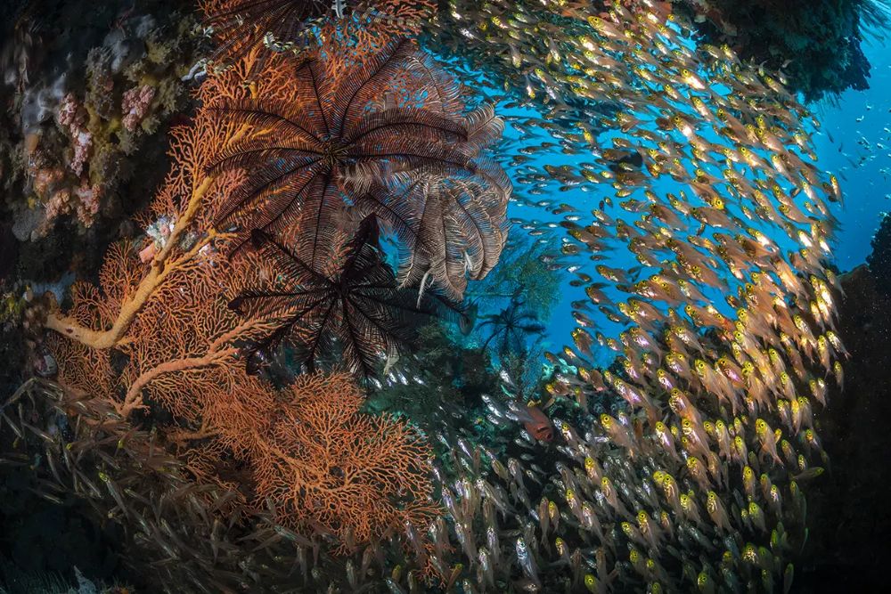 Oceani di David Doubilet