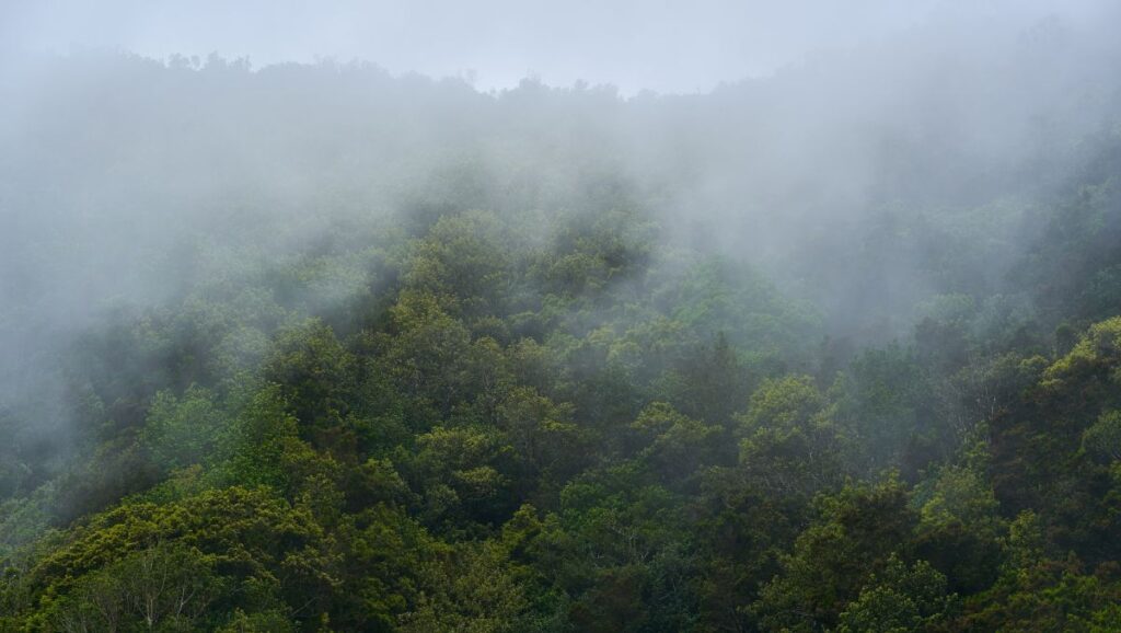 Fotografare foresta di Anaga