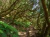 Fotografare la Foresta di Anaga Fotografare Foresta di Anaga_Canarie