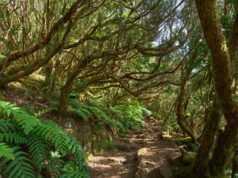 Fotografare la Foresta di Anaga Fotografare Foresta di Anaga_Canarie