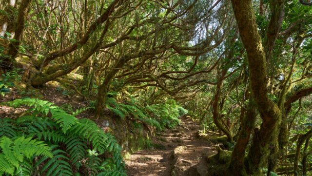 IE_Fotografare Foresta di Anaga_Canarie Fotografare Foresta di Anaga_Canarie