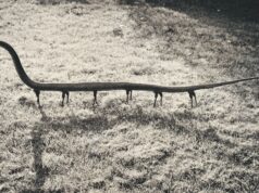 Joan Fontcuberta: In bilico tra realtà e finzione Joan Fontcuberta_Tra realtà e finzione
