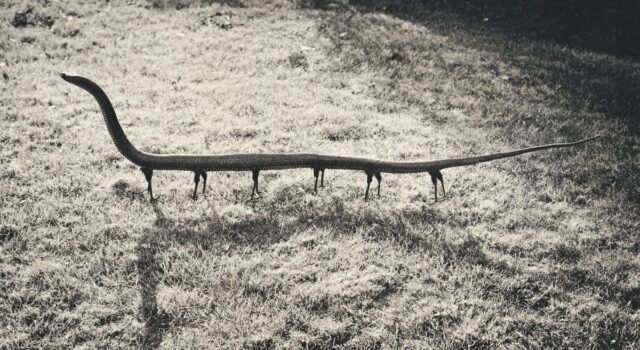 Joan Fontcuberta_Tra realtà e finzione