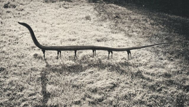 IE_Joan Fontcuberta_Tra realtà e finzione Joan Fontcuberta_Tra realtà e finzione