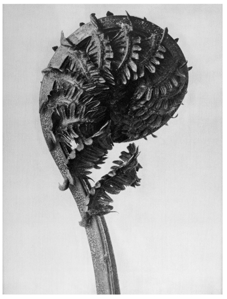AUNA – Joan Fontcuberta – 1989, Urformen der Kunst – Karl Blossfeldt – 1928