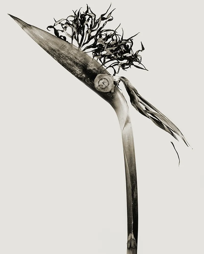 AUNA – Joan Fontcuberta – 1989, Urformen der Kunst – Karl Blossfeldt – 1928