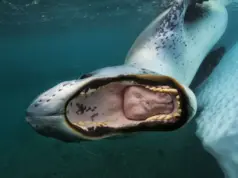 Paul Nicklen: Fotografare per salvare l’ambiente IE_Paul-Nicklen-fotografo