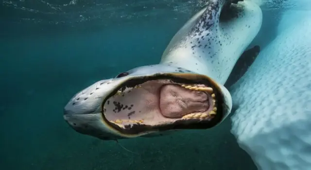 Paul Nicklen: Fotografare per salvare l’ambiente IE_Paul-Nicklen-fotografo