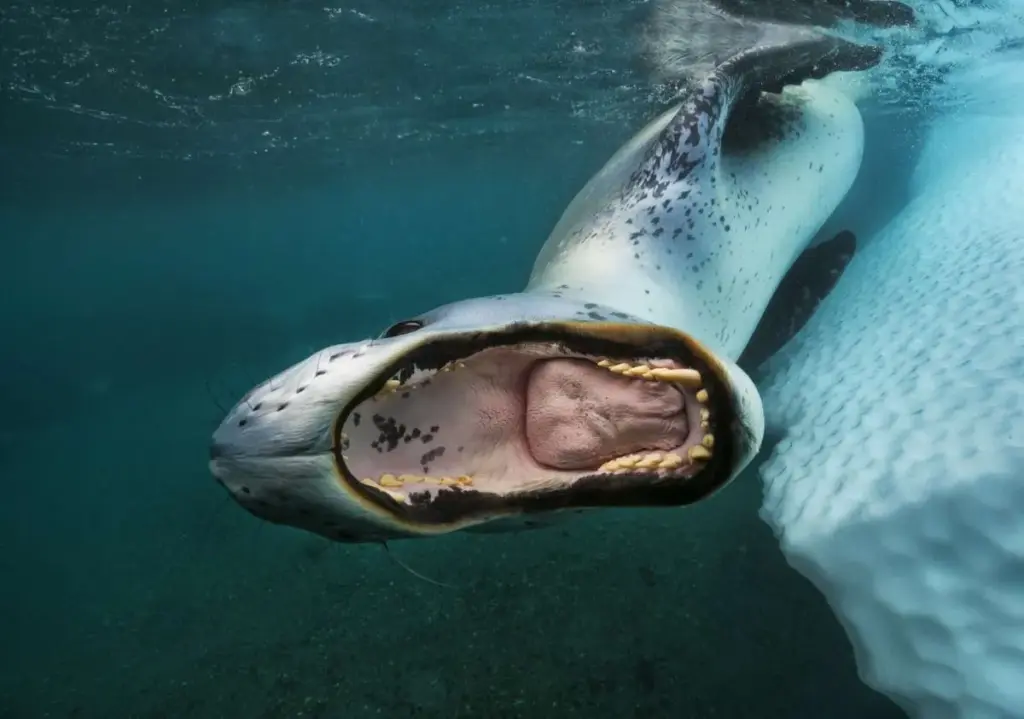 Pagophilic-Pinnipeds-–-©-Paul-Nicklen_La-foca-leopardo