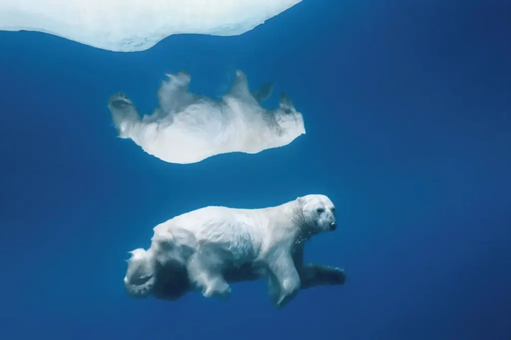 Polar-Reflections-–-©-Paul-Nicklen